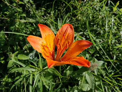 Pineta La Martina