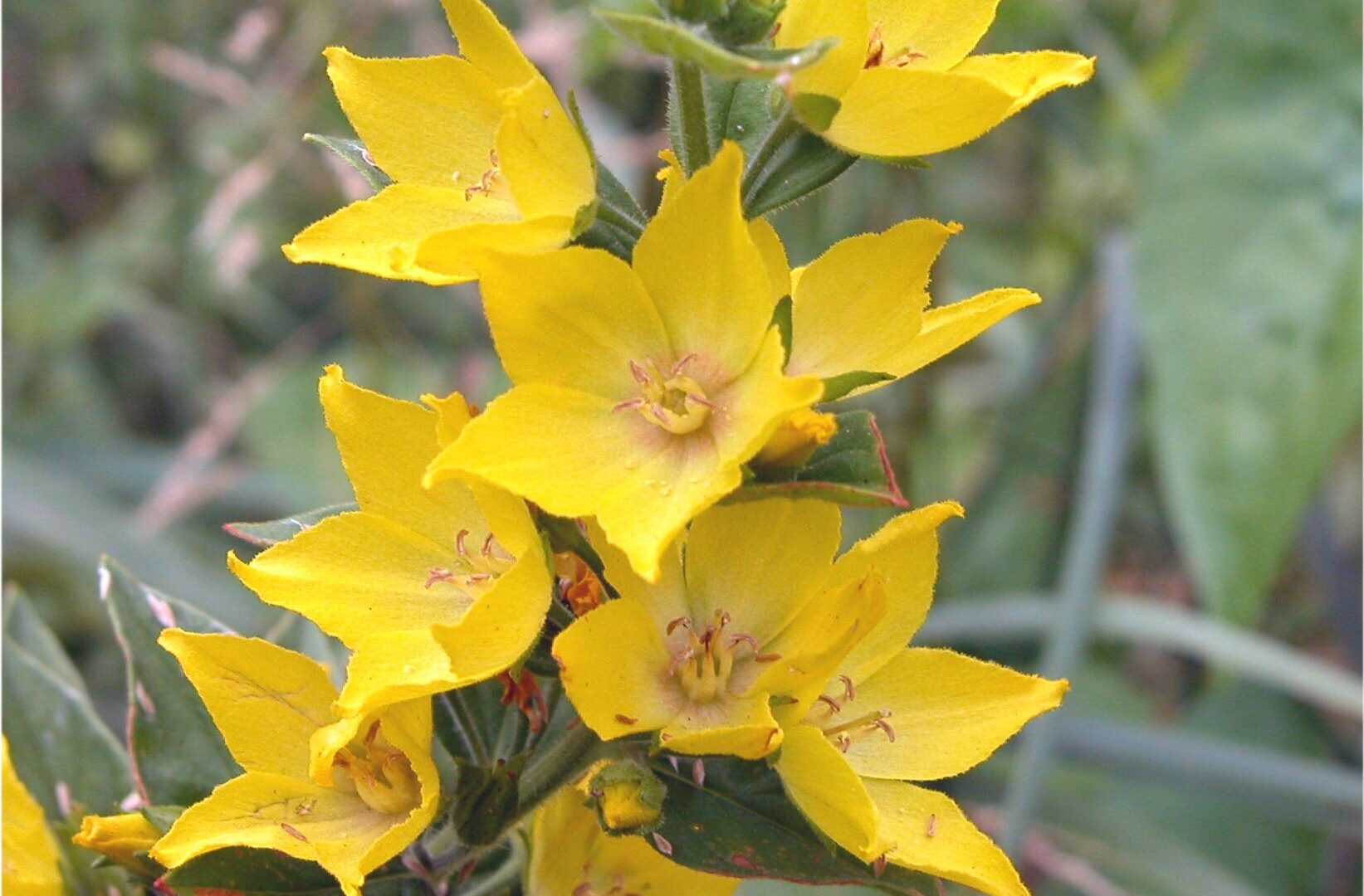 Mazza d’oro punteggiata