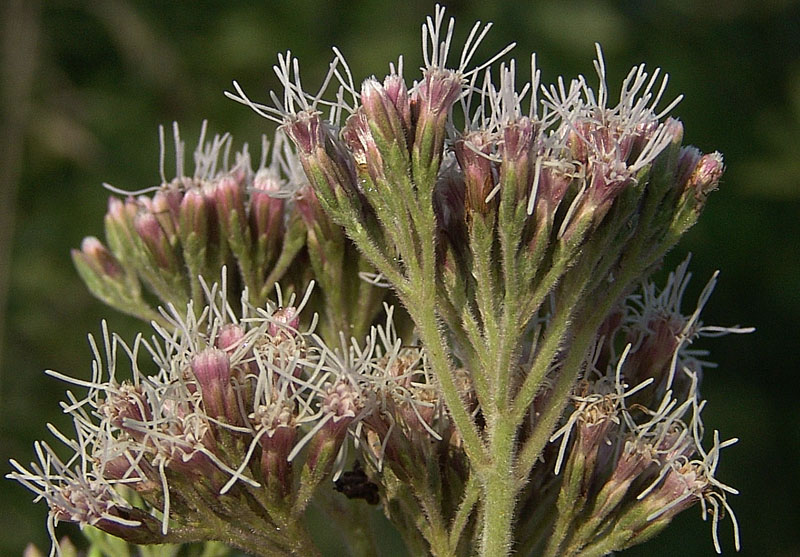 Canapa Acquatica